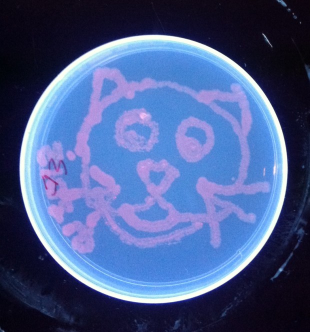 "Le chat du bacteria" was a popular motif.
