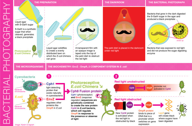 Diagram of the bacterial photography process
